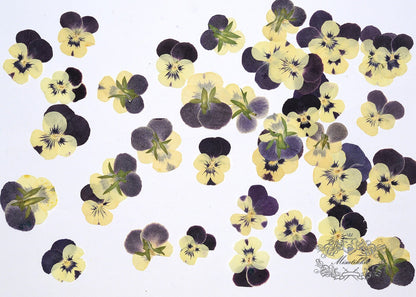 20 PCS Set (3-4CM) Pressed Real Flower Yellow Pansy Flowers Dry Natural Flowers Dried Flat Viola Pressed Pansies Flower Preserved Flowers