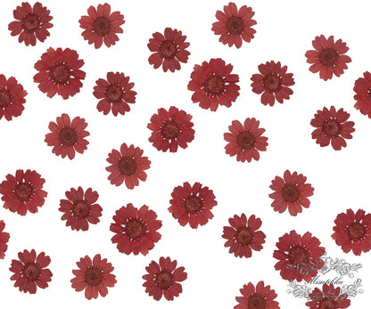 20 PCS/Set (2-3CM) Pressed Daisy Real Dry RED Daisies Flower Preservation Burgundy Daisy Natural Preserved Flat Daisy Dried Flower Petals