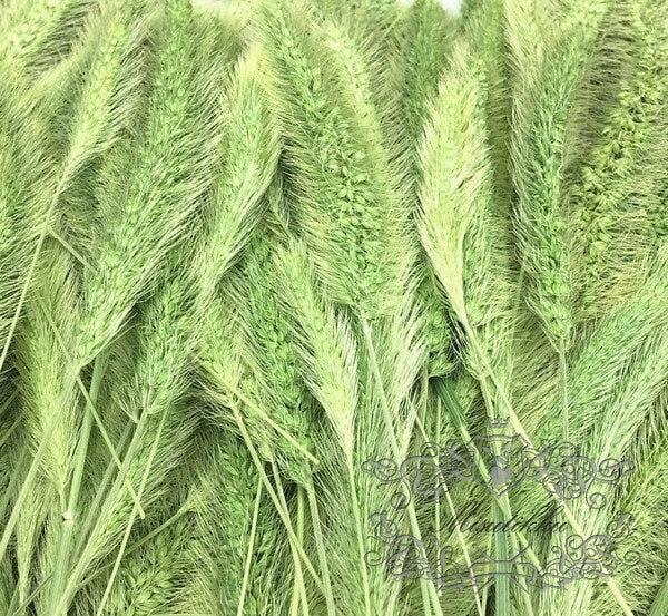 12 PCS Set (9-13CM) Pressed Leaves Grass Greeny Real Fern dry Flower Natural Preserved Leaf Foliage Preservation Stems Flat Dried Flowers