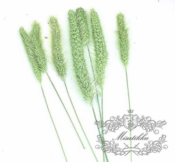 12 PCS Set (9-13CM) Pressed Leaves Grass Greeny Real Fern dry Flower Natural Preserved Leaf Foliage Preservation Stems Flat Dried Flowers