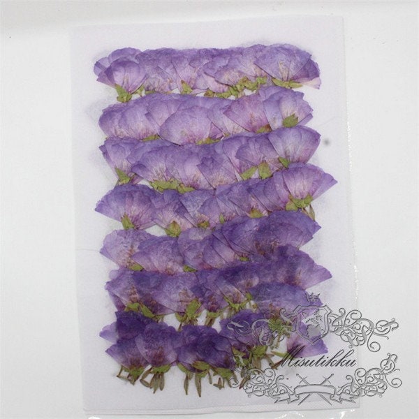 20 PCS Set (3-5CM) Pressed Flower Light Purple Flowers Preserved Dry Purple Flowers Natural Real Dried Flowers Flat Purple Flowers Petals