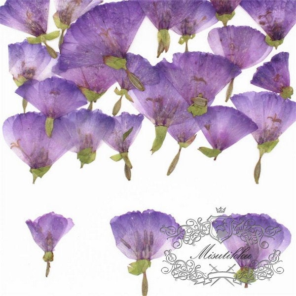 20 PCS Set (3-5CM) Pressed Flower Light Purple Flowers Preserved Dry Purple Flowers Natural Real Dried Flowers Flat Purple Flowers Petals