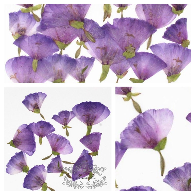 20 PCS Set (3-5CM) Pressed Flower Light Purple Flowers Preserved Dry Purple Flowers Natural Real Dried Flowers Flat Purple Flowers Petals