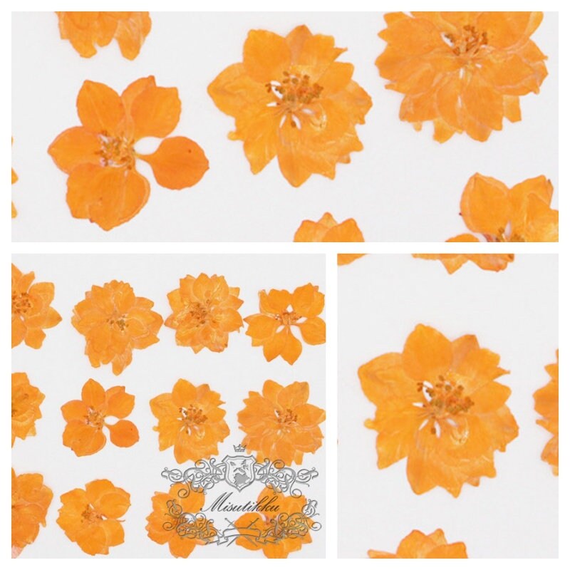 20 PCS/Set (3-3.5cm) Natural Pressed Orange Larkspur Flower Preserved Real Dried Flat orange Wildflowers Larkspur Flowers Dry flower Petals