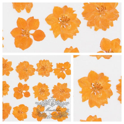 12 PCS/Set (3-3.5cm) Dried Pressed Orange Flower, Preserved Real Dried Flowers, Pressed Dreid Flowers, Pressed Flat orange Dried Flowers