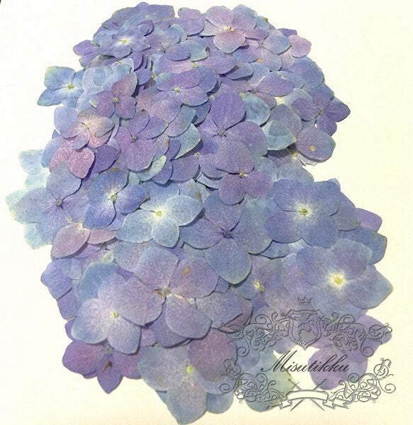 20 PCS / Set (2-3CM) Pressed Flowers Light Blue Purple Hydrangea Flower Natural Preservation Dried Real flat Flowers Dry Preserved wildlower