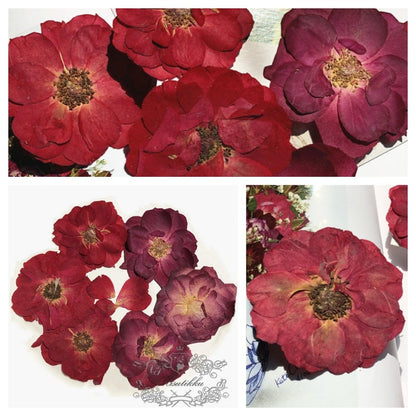 12 PCS/Set (4.5-6CM) Pressed Large Roses, Real Dried Red Rose Flower, Real Fal Roses, Pressed Rose Flower, Preserved Flat Dried Rose flower