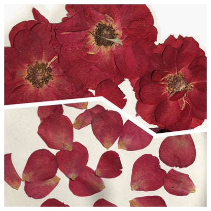 12 PCS/Set (4.5-6CM) Pressed Large Roses, Real Dried Red Rose Flower, Real Fal Roses, Pressed Rose Flower, Preserved Flat Dried Rose flower