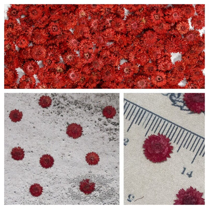 20 PCS/Set (0.5-1CM) Small Pressed Dried Flowers, Real Red Apricot Flower, Natural Pressed Tiny Red Flowers, Flat Dried preserved Flowers