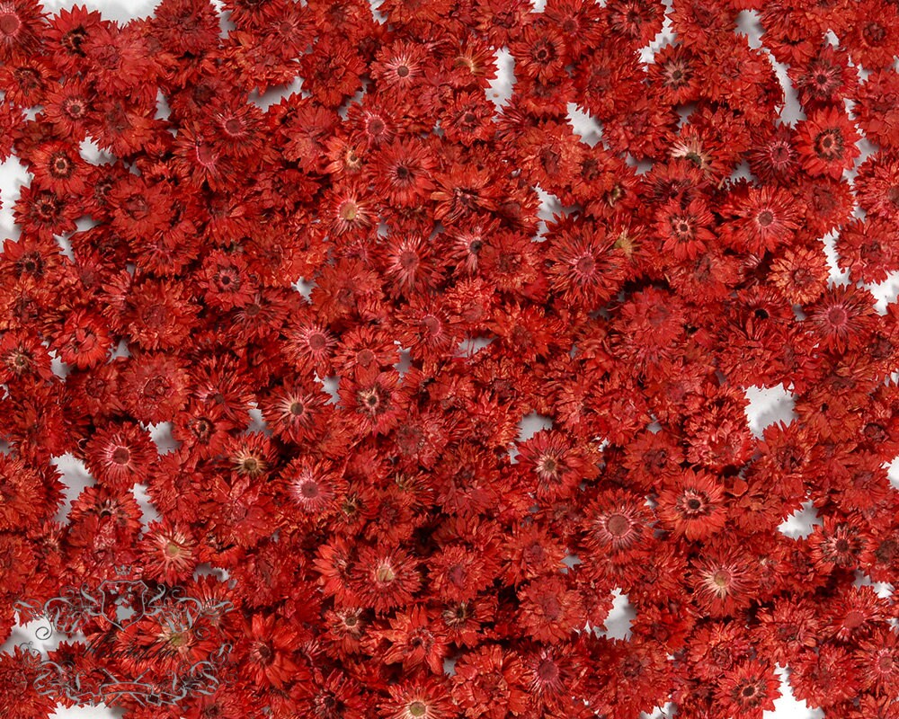 20 PCS/Set (0.5-1CM) Small Pressed Dried Flowers, Real Red Apricot Flower, Natural Pressed Tiny Red Flowers, Flat Dried preserved Flowers