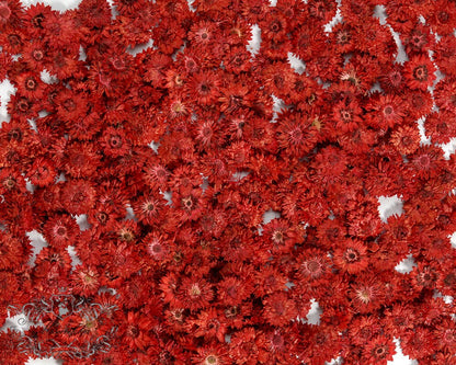 20 PCS/Set (0.5-1CM) Small Pressed Dried Flowers, Real Red Apricot Flower, Natural Pressed Tiny Red Flowers, Flat Dried preserved Flowers