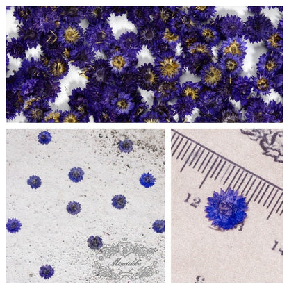 20 PCS/Set (0.5-1CM) Small Pressed Dried Flowers Real Purple Apricot Flower Pressed Tiny Blue Purple Flowers Flat Wild Dry preserved Flowers