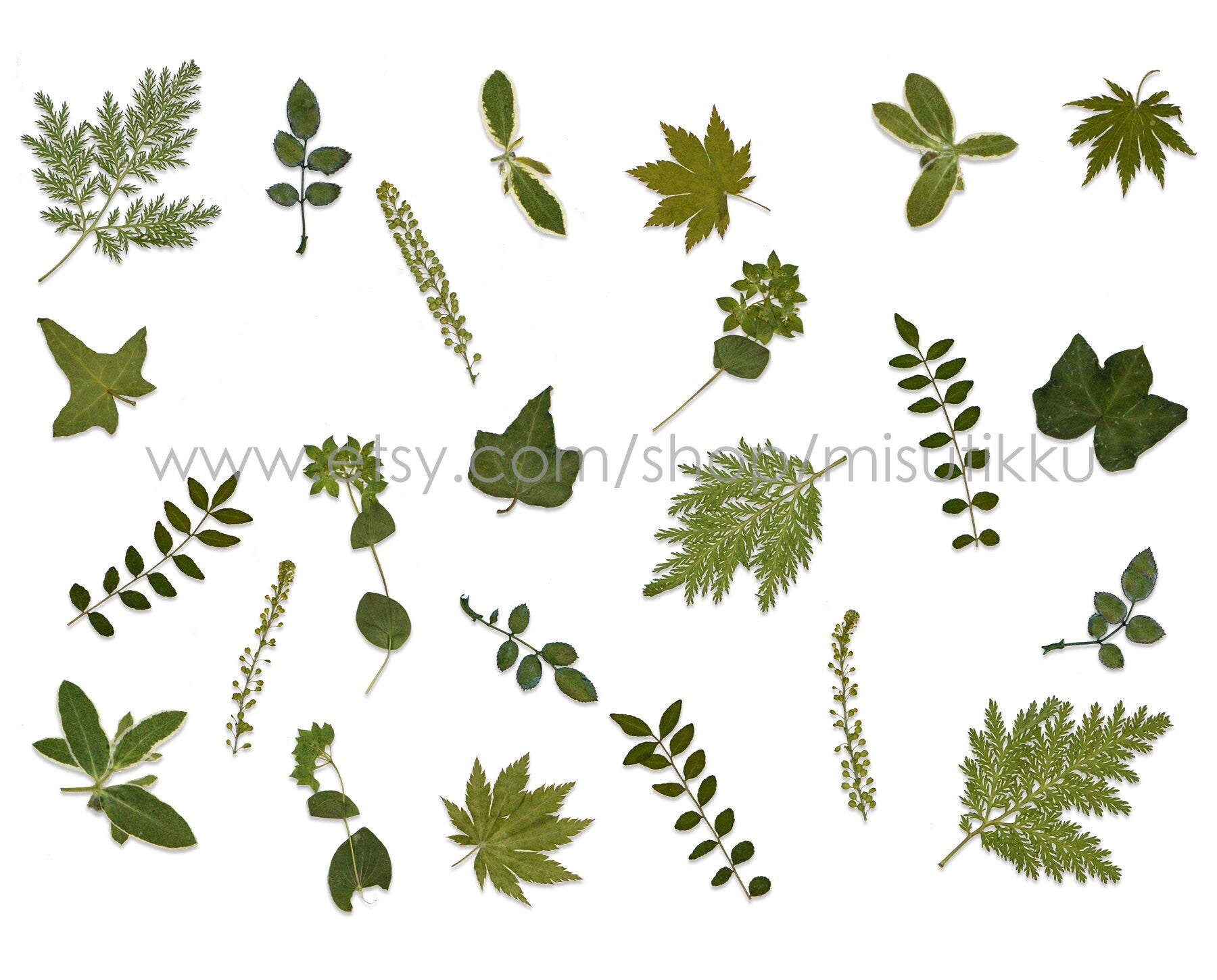 20 PCS/Pack (4-8CM) Pressed Flower Leaves Real dried Leaf Flat pressed wildflowers Fern Pressed Real Green leaves Floral Foliage Stems