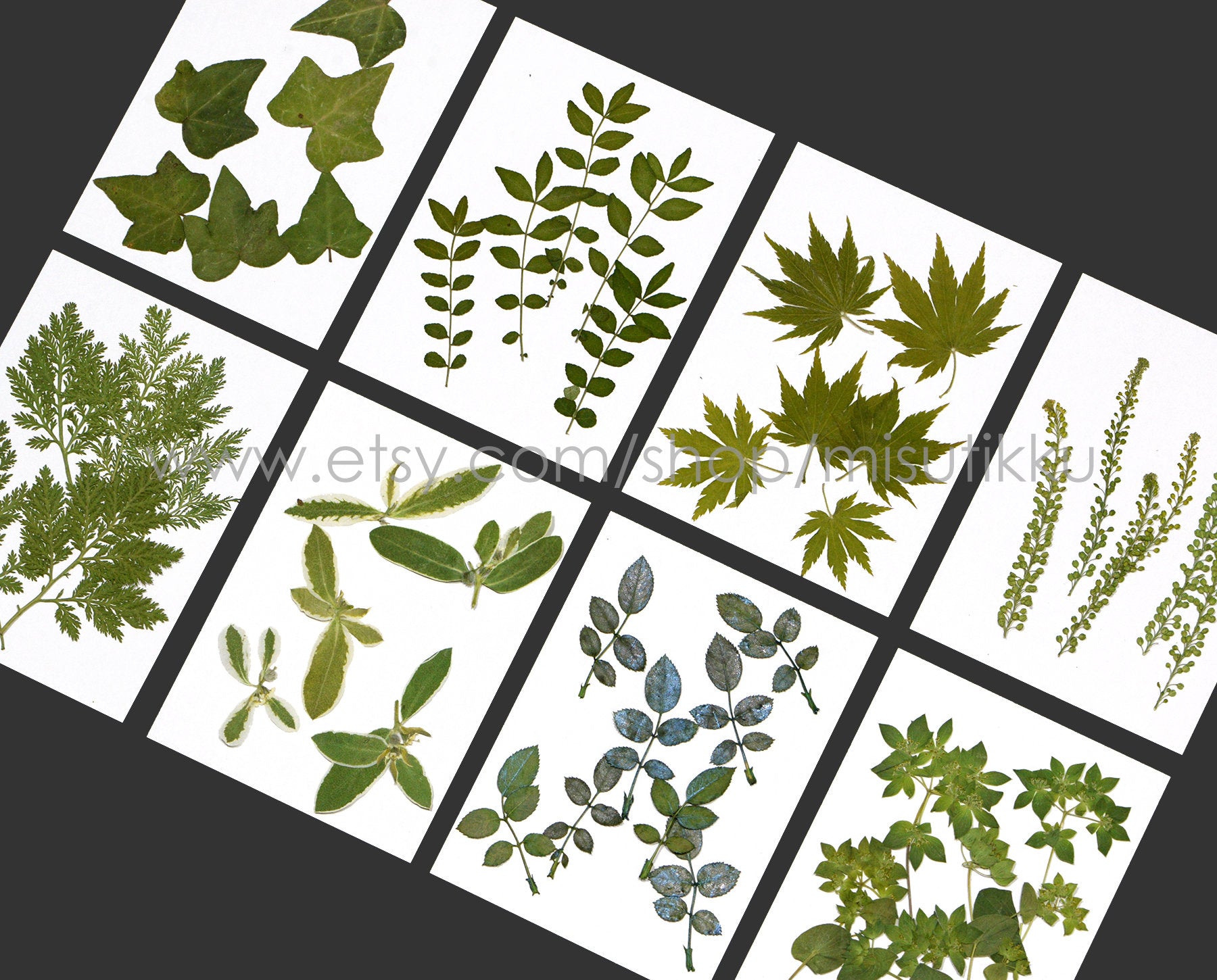 20 PCS/Pack (4-8CM) Pressed Flower Leaves Real dried Leaf Flat pressed wildflowers Fern Pressed Real Green leaves Floral Foliage Stems