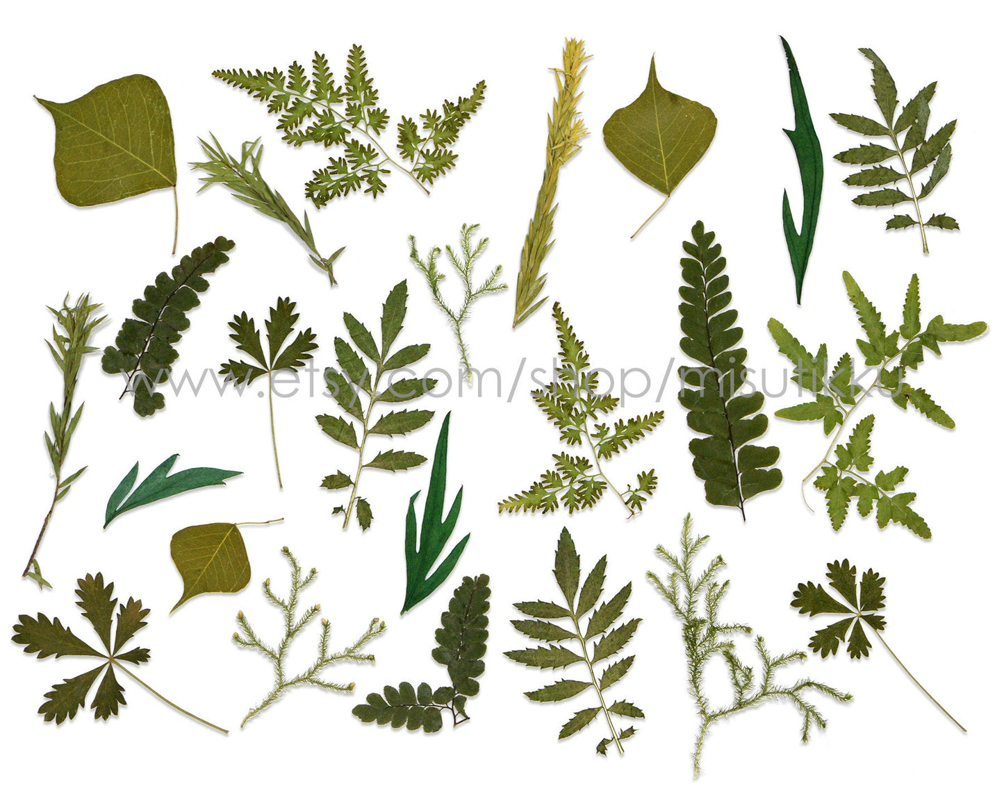 20 PCS Set (6-10CM) Pressed flower Leaves Dry Flat real Leaves Preserved Leaves pressed flowers leaf Real Dried Greeny Fern Foliage Stems