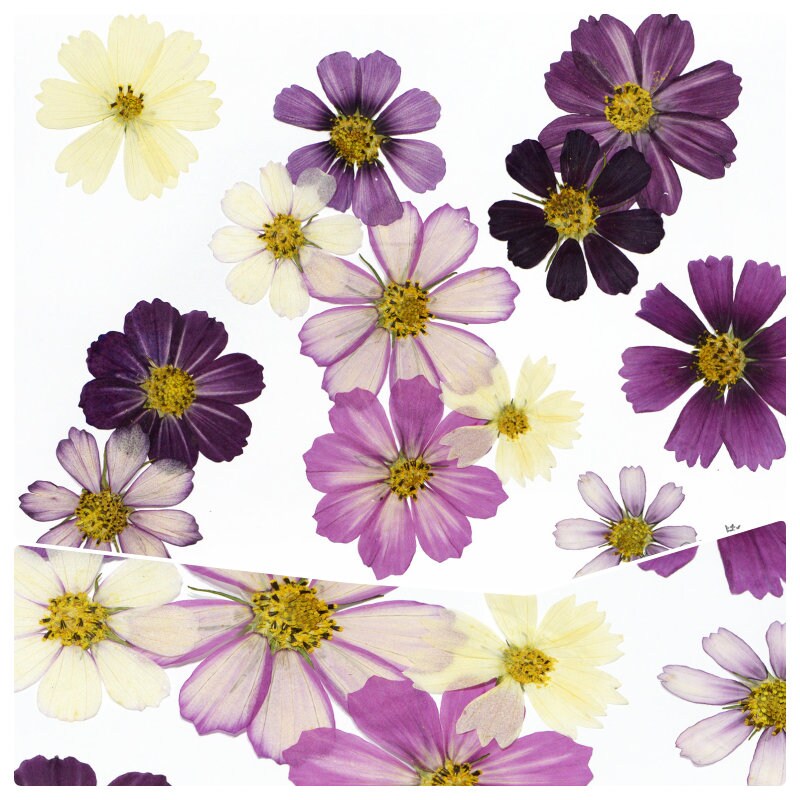 12 PCS Set (4-15CM) Mixed Pressed Cosmos, Dried Cosmos Pressed Flowers, Real Dried Pressed Flowers, Preserved Large Purple Dried Flowers