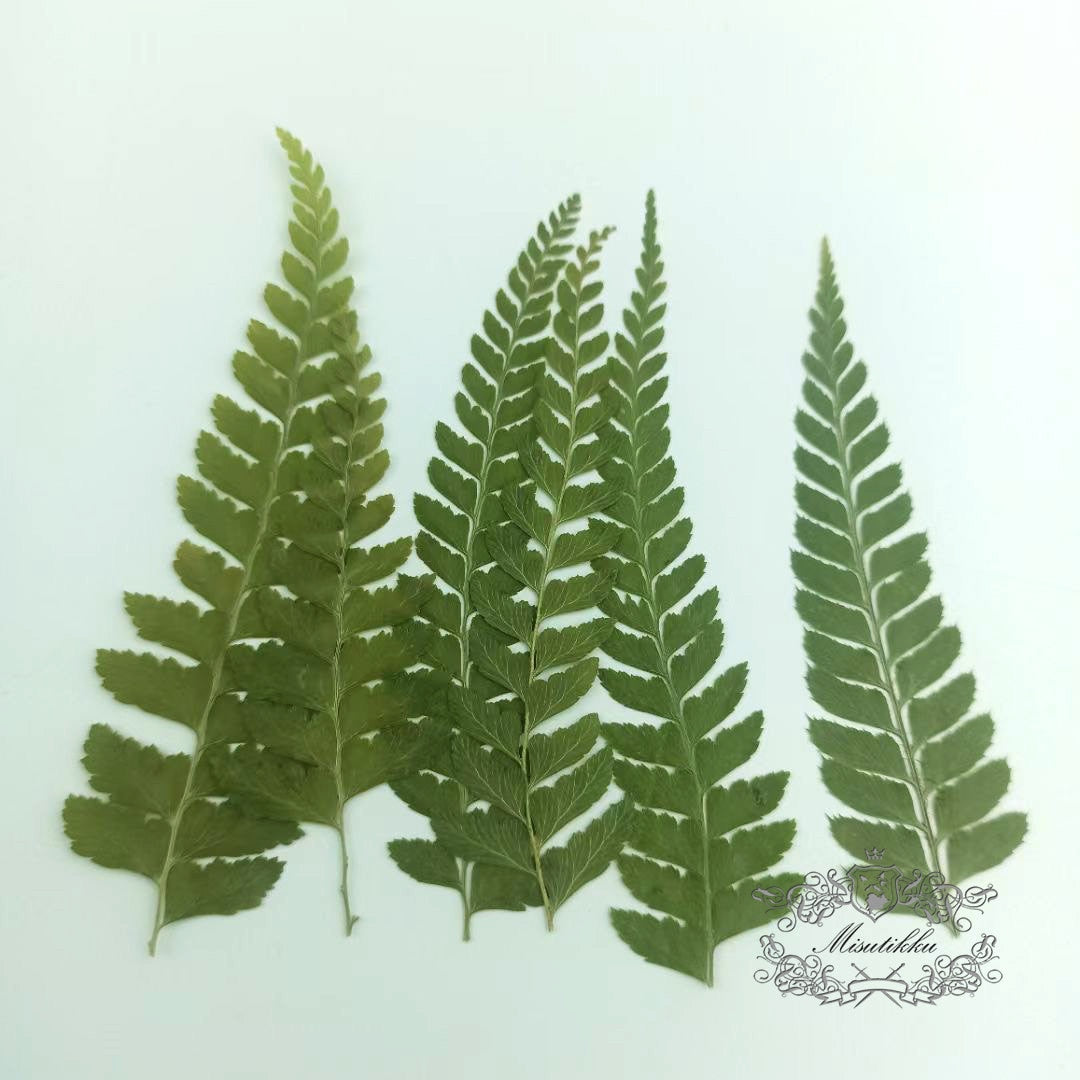 20 PCS Set (6-9CM) Pressed Flower Leaves Green Fern Pressed Greeny Foliage Dry Leaf Flat Pressed Leaves Real Dried Leaves Preserved Fern