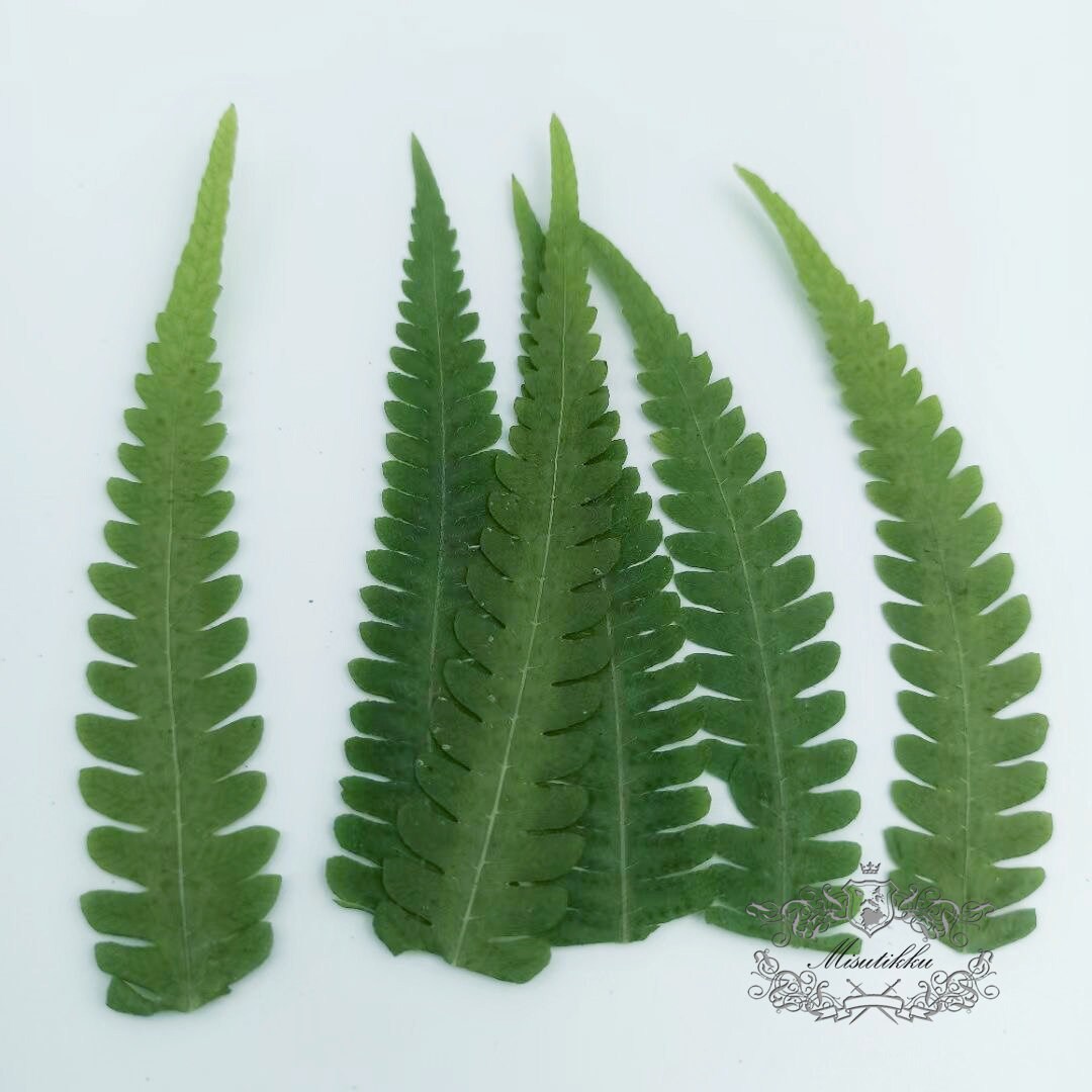 20 PCS Set (5-8CM) Pressed Green Leaves Fern Pressed Greeny Pressed Foliage Real Dry Leaf Flat Leaves Real Fern Drie Leaves Preserved Fern