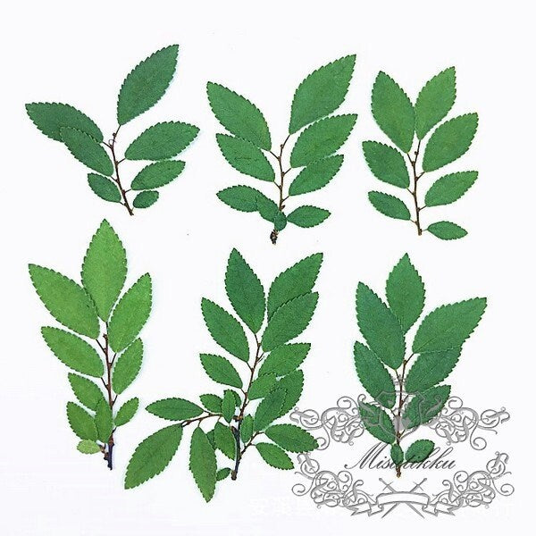 20 PCS Set (3-6CM) Pressed Flower Green Leaves Real Fern dry Preserved Flower Leaf Preservation Stems Flat Dried Petal Pressed Flower Leaves