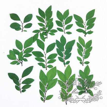 20 PCS Set (3-6CM) Pressed Flower Green Leaves Real Fern dry Preserved Flower Leaf Preservation Stems Flat Dried Petal Pressed Flower Leaves