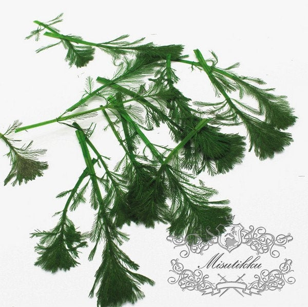 20 PCS Set (8-11CM) Pressed Flower Dried Flat Leaves Flat pressed Dry flower Green Real Pressed Leaf real flowers Fern pressed Floral