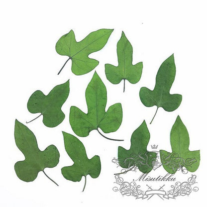 20 PCS Set (4-7CM) Pressed Flower Green Dry Leaves Real Fern dried Preserved Flower Leaf Preservation Stems Flat Pressed Flower Leaves