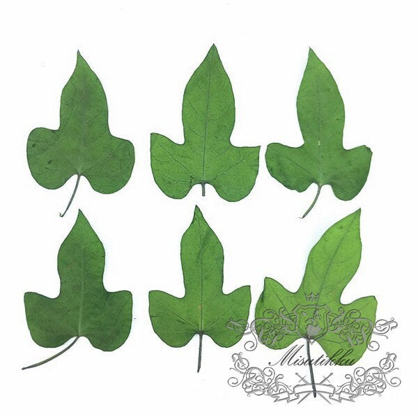 20 PCS Set (4-7CM) Pressed Flower Green Dry Leaves Real Fern dried Preserved Flower Leaf Preservation Stems Flat Pressed Flower Leaves