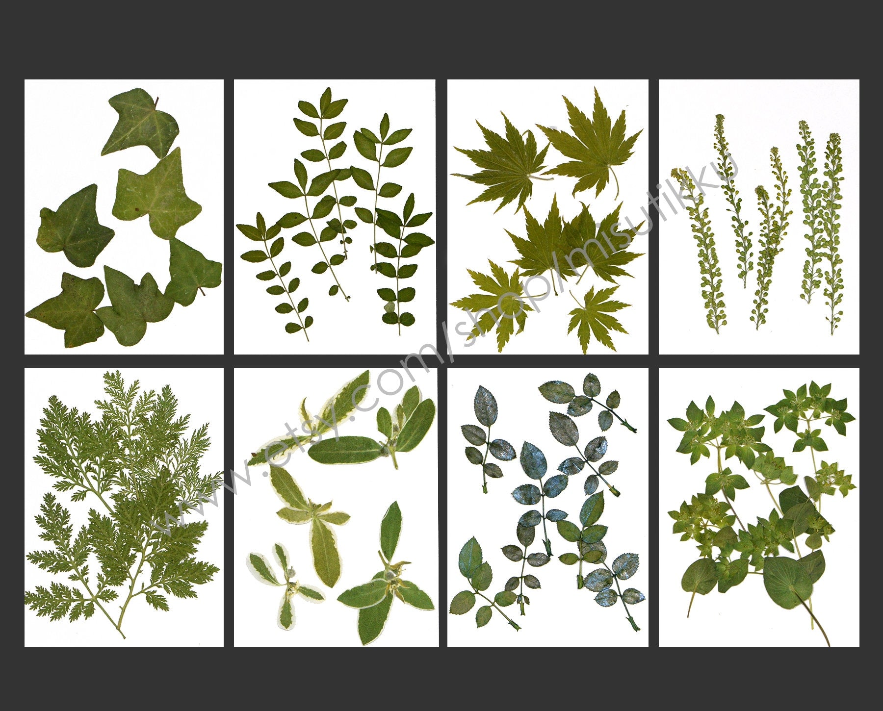 20 PCS/Pack (4-8CM) Pressed Flower Leaves Real dried Leaf Flat pressed wildflowers Fern Pressed Real Green leaves Floral Foliage Stems