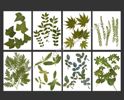 20 PCS/Pack (4-8CM) Pressed Flower Leaves Real dried Leaf Flat pressed wildflowers Fern Pressed Real Green leaves Floral Foliage Stems