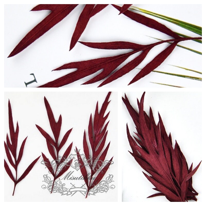 20 PCS Set (5-8CM) Pressed Flower Leaves Real Red leaves Ferns Preserved Dry Autumn Leaf Preserved Ferns Dried Leaves Pressed Flat Leaf