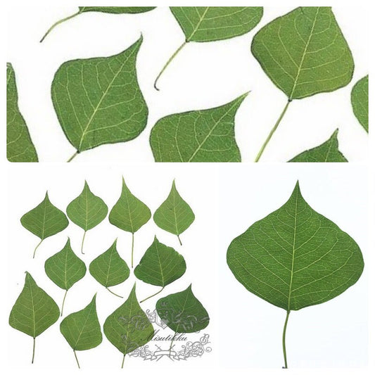 20 PCS Set (4-7CM) Pressed Flower Leaves Real Green Fern dry Preserved Flower Leaf Preservation Stems Flat Dried Petal Pressed Flower Leaves