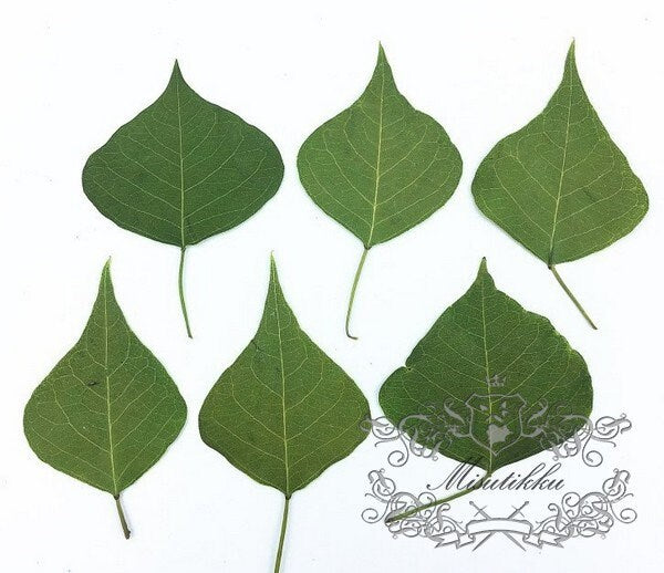 20 PCS Set (4-7CM) Pressed Flower Leaves Real Green Fern dry Preserved Flower Leaf Preservation Stems Flat Dried Petal Pressed Flower Leaves