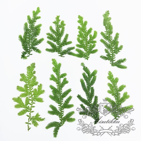 20 PCS Set (6-9CM) Pressed Green Fern Dried Green Leaves Pressed Flower Leaf Preserved Leaves Fern Flat Dry Leaf Pressed Real Leaves Fern