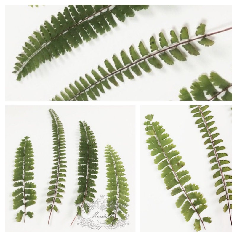 20 PCS Set (7-14CM) Pressed Fern Pressed Green Leaves Pressed Flower Dried Leave Real Flat Leaf Dried Real Pressed Leaf Long Preserved Fern