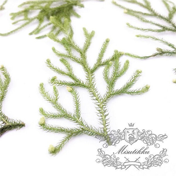 20 PCS Set (4-8CM) Real Pressed Dried Leaves Pressed Flower Green Dry leaf Preserved Foliage Greeny Stems Wild Flowers Floral Pressed Fern