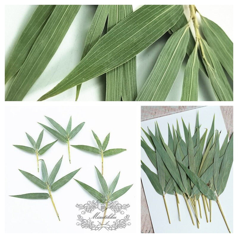 20 PCS Set (5-8CM) Pressed Green Babmboo Leaves Dried Pressed Flower Leaves Green Dry Leaf Pressed Flat Leaves Preserved Real Leaves Fern