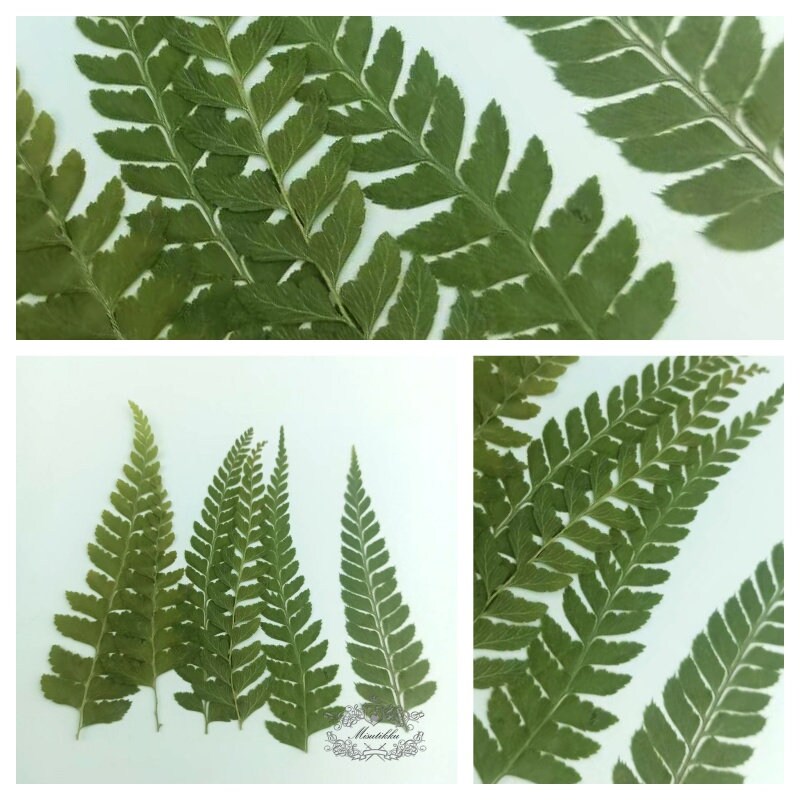 20 PCS Set (6-9CM) Pressed Flower Leaves Green Fern Pressed Greeny Foliage Dry Leaf Flat Pressed Leaves Real Dried Leaves Preserved Fern