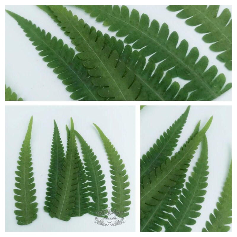 20 PCS Set (5-8CM) Pressed Green Leaves Fern Pressed Greeny Pressed Foliage Real Dry Leaf Flat Leaves Real Fern Drie Leaves Preserved Fern