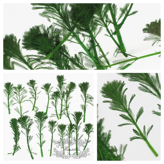 20 PCS Set (8-11CM) Pressed Flower Dried Flat Leaves Flat pressed Dry flower Green Real Pressed Leaf real flowers Fern pressed Floral