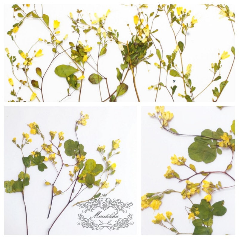 12 PCS Set (12-20CM) Pressed Flower Stems, Pressed Yellow Flower, Dried Flat Flower Stems, Real Yellow Flowers, Dried Yellow Flower Stems