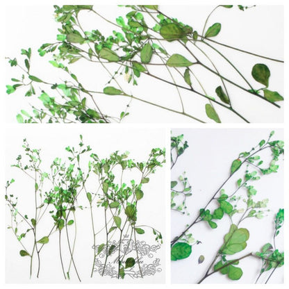 20 PCS Set (12-20CM) Pressed Green Flower Stems,Pressed Dried Flowers, Real Green Flat Flowers, Green Dried Flower, Dry Green Flower Stems