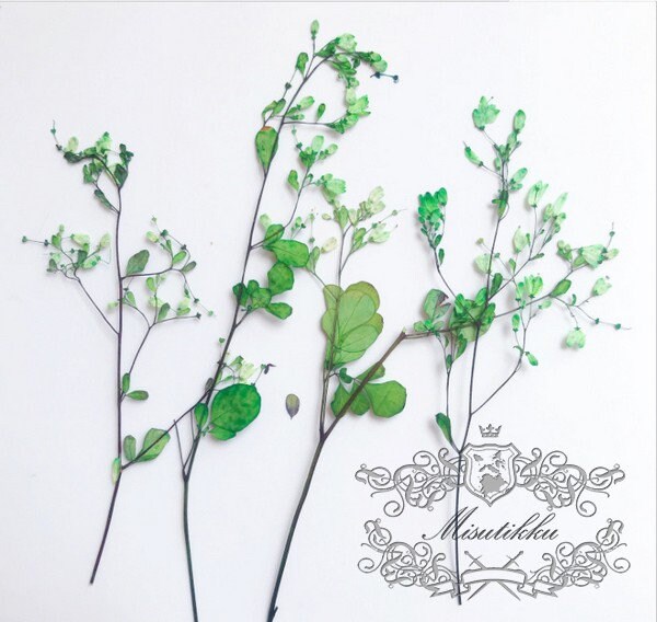 20 PCS Set (12-20CM) Pressed Green Flower Stems,Pressed Dried Flowers, Real Green Flat Flowers, Green Dried Flower, Dry Green Flower Stems