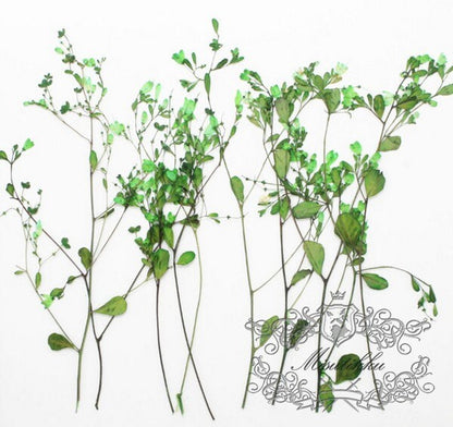 20 PCS Set (12-20CM) Pressed Green Flower Stems,Pressed Dried Flowers, Real Green Flat Flowers, Green Dried Flower, Dry Green Flower Stems