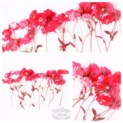 6 PCS/Set (4-7CM) Pressed Dried Red Flower Stems, Pressed Real Flowers, Pressed Dried Red Flowers, Flat Red Flower Stems, Dry Red Flowers