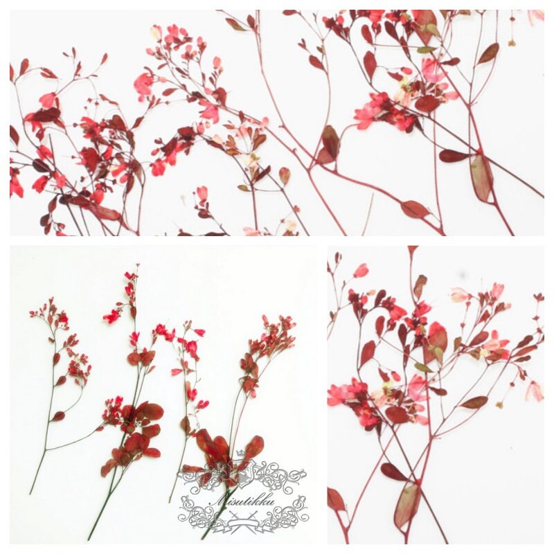 12 PCS/Set (12-20CM) Pressed Red Flower Stems, Pressed Real Dried Flower, Pressed Dried Red Flowers, Red Flat Flower Stems, Red Dried Flower