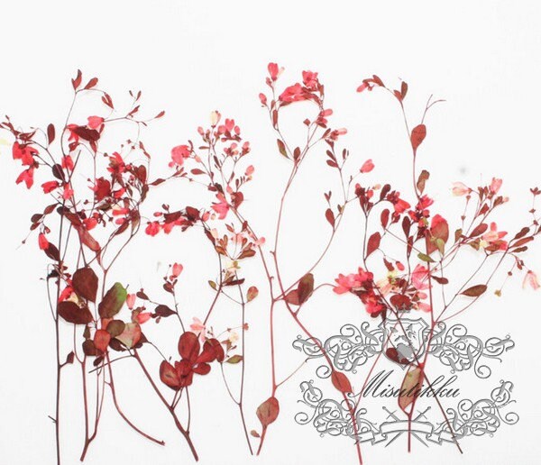 12 PCS/Set (12-20CM) Pressed Red Flower Stems, Pressed Real Dried Flower, Pressed Dried Red Flowers, Red Flat Flower Stems, Red Dried Flower