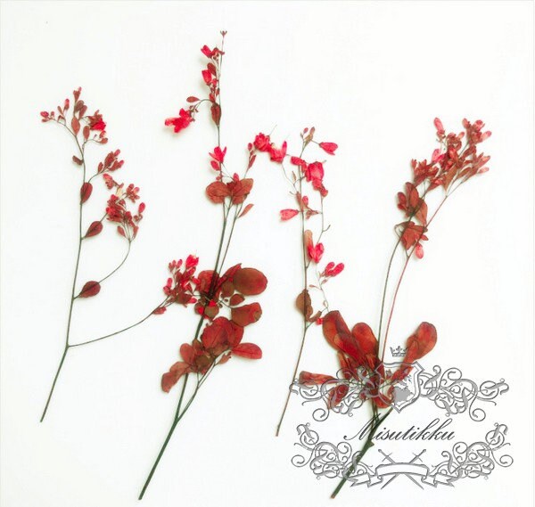 12 PCS/Set (12-20CM) Pressed Red Flower Stems, Pressed Real Dried Flower, Pressed Dried Red Flowers, Red Flat Flower Stems, Red Dried Flower