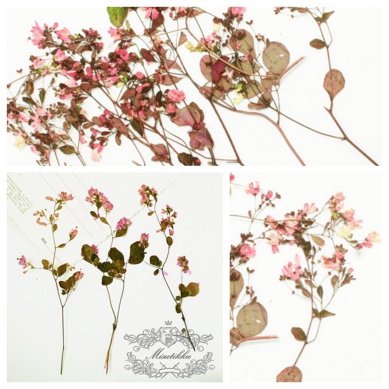 12 PCS/Set (5-8CM) Pressed Pink Flower Stems, Real Dried Pink Flowers, Flat Dried Flower Stems, Pink Pressed Flowers, Preserved Pink Flowers