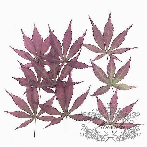 20 PCS Set (2.5-4CM) Small Pressed Maple Leaves, Dried Maple Leaves, Red Flat Maple Leaves, Pressed Autumn Leaves, Pressed Dry Maple Leaf