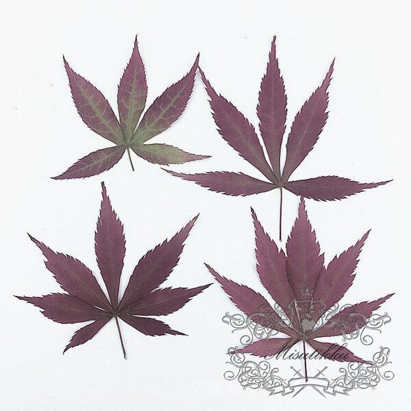 20 PCS Set (2.5-4CM) Small Pressed Maple Leaves, Dried Maple Leaves, Red Flat Maple Leaves, Pressed Autumn Leaves, Pressed Dry Maple Leaf